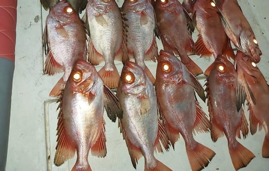 Offshore Bottom Fishing