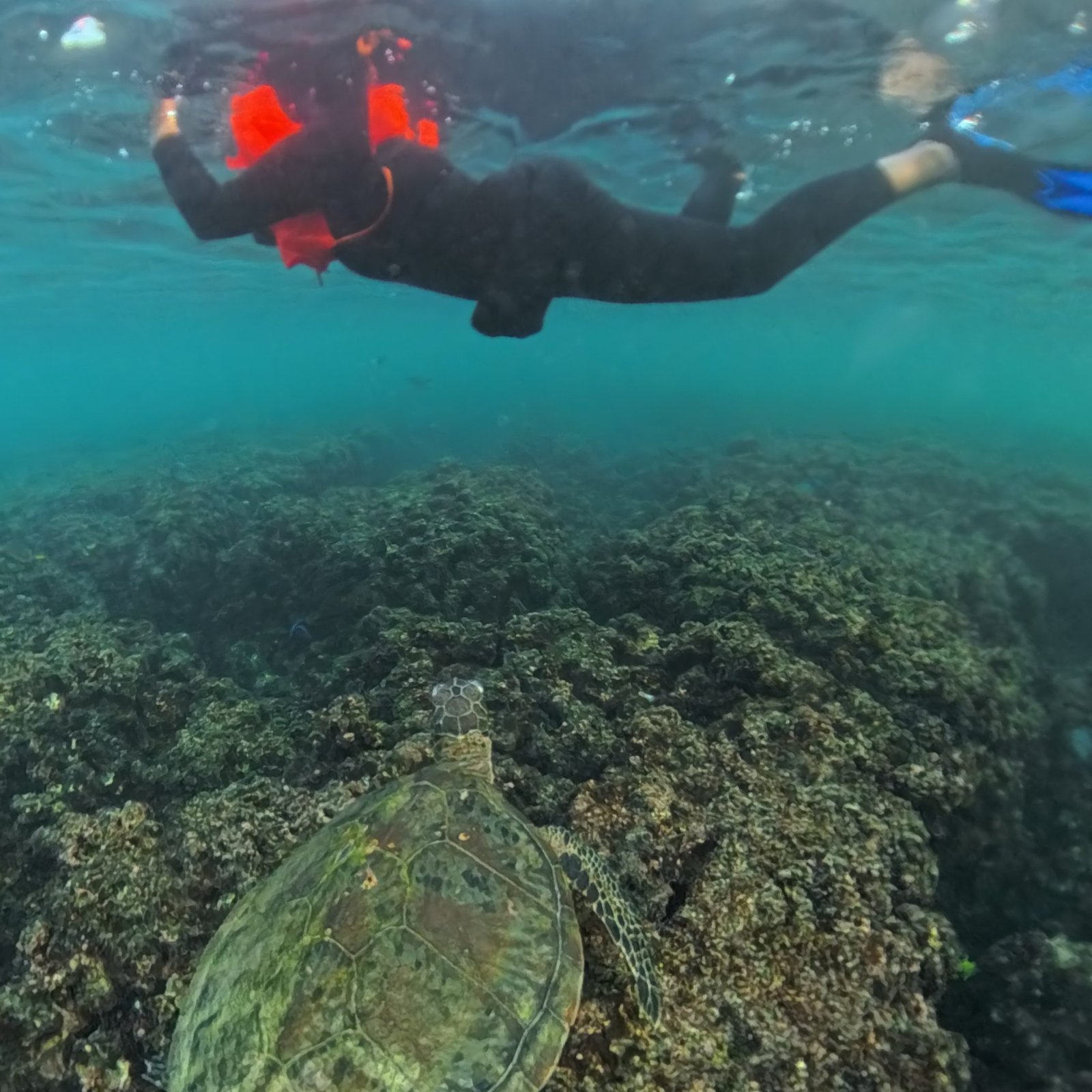 Al Dimaniyat Island – Private Trip (Half Day)