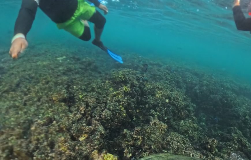 AL Daymaniyat Island Snorkeling Trip (Half Day)